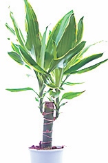4343-235896-16yucca.jpg