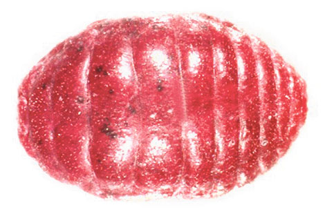 4343-236006-bug.jpg 4343-236006-bug.jpg