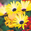 4351-238242-5.jpg