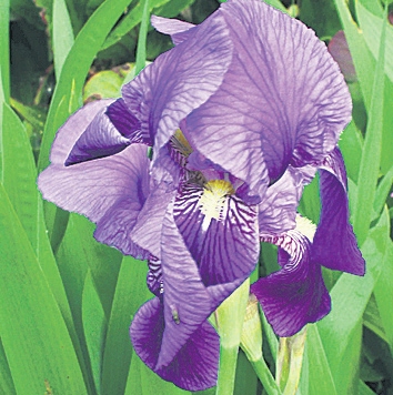 4355-239126-18iris.jpg 4355-239126-18iris.jpg