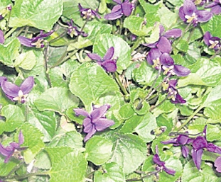 4355-239130-18violete.jpg