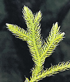 4371-243949-f2.jpg