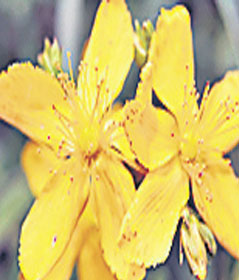 4371-243957-f10.jpg