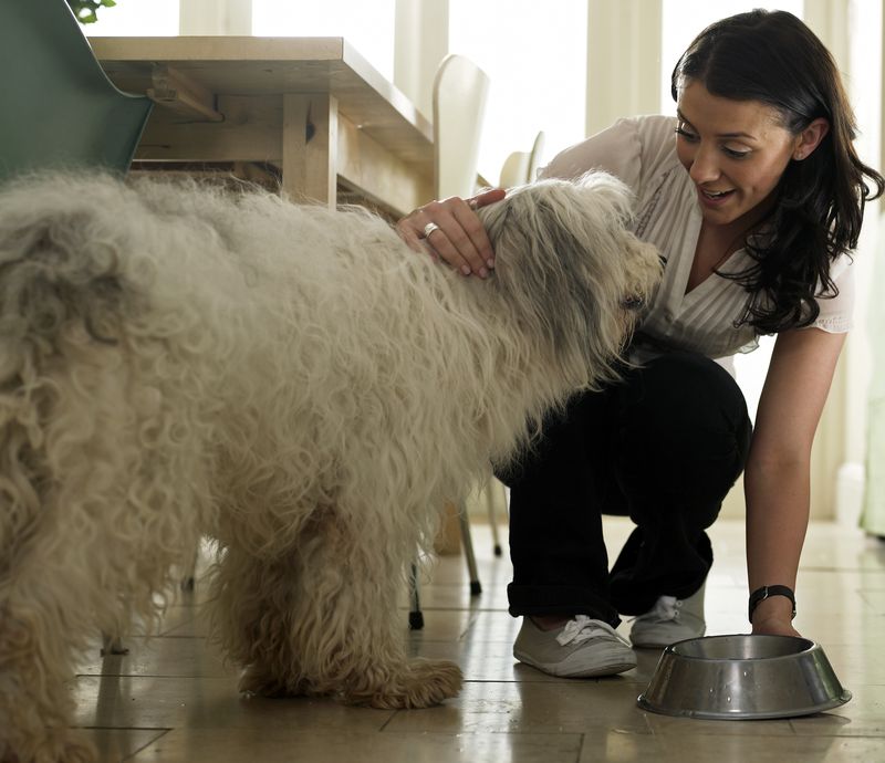 0-251772-dog.jpg