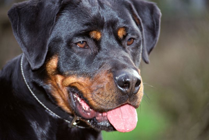 0-256873-rott.jpg