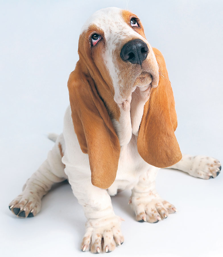 4389-248913-dog.jpg