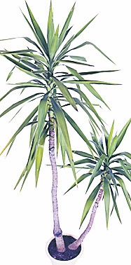 4393-249974-17yucca.jpg