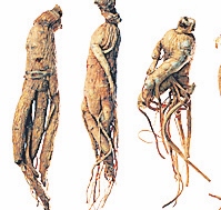 4393-249975-17ginseng.jpg