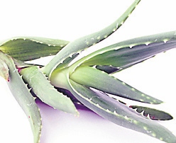 4393-249976-17aloevera.jpg