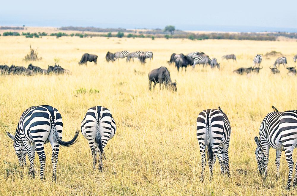 4396-251052-africa.jpg 4396-251052-africa.jpg