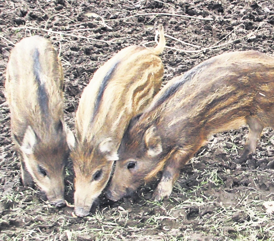4411-256178-8piggies.jpg