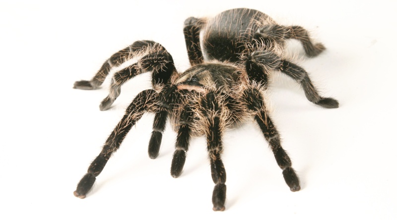 0-261211-tarantulanorthfoto1.jpg 0-261211-tarantulanorthfoto1.jpg