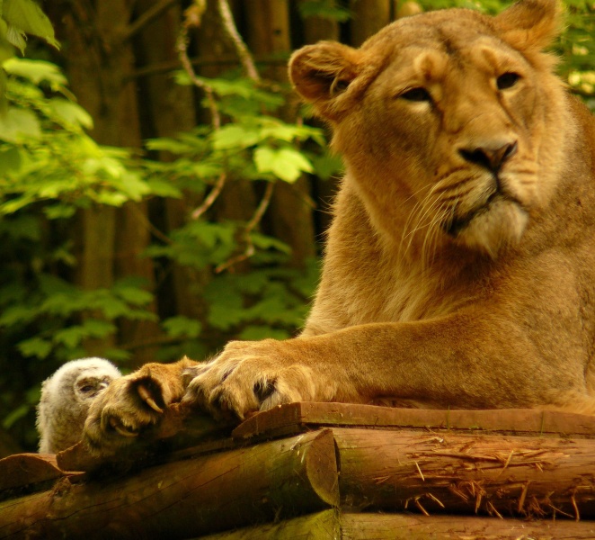Un pui de bufnita a cazut in cusca leului