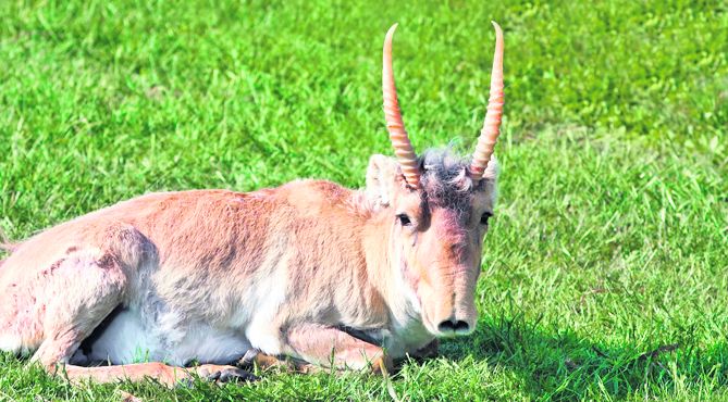 4428-260084-antilopa_saiga.jpg