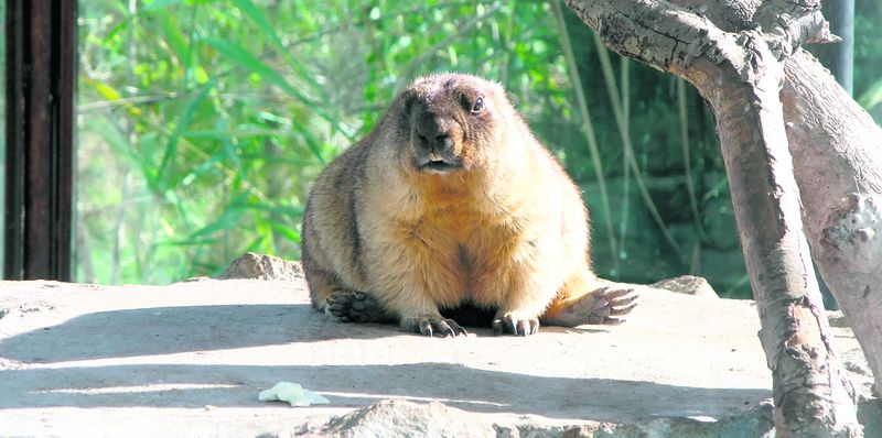 4428-260085-marmota_de_stepa.jpg