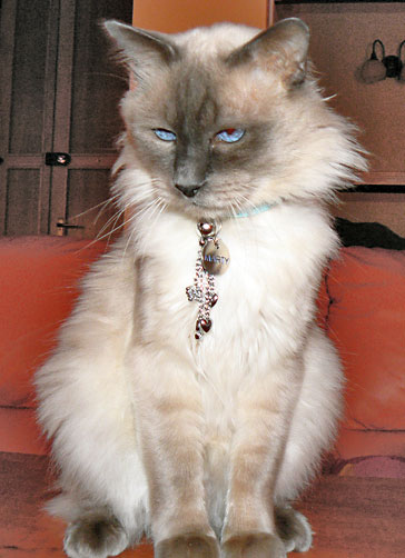 Marty-pisica-oanei-zavoranu