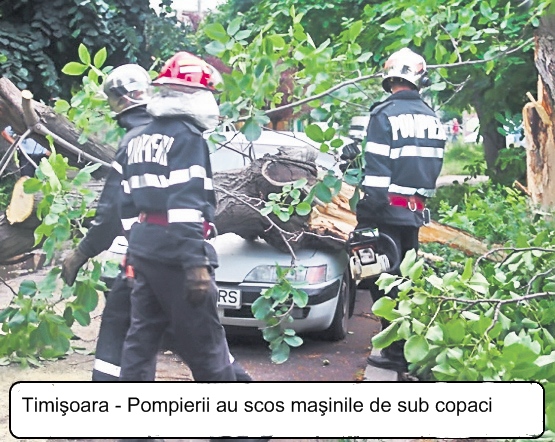4437-263302-timioara_pompier_copaci.jpg
