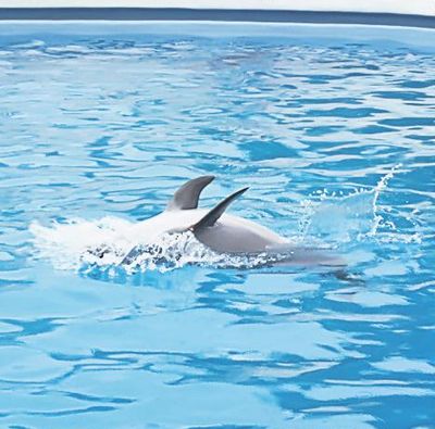 4441-264902-delfini2.jpg