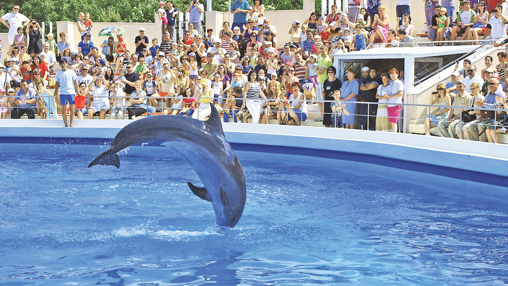 Delfinii au dat un spectacol pe cinste