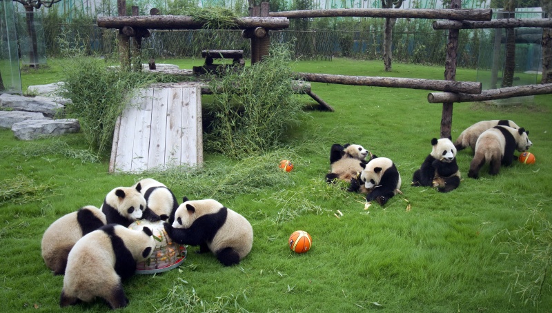 Ursii panda au primit fructe si legume in blocuri de gheata