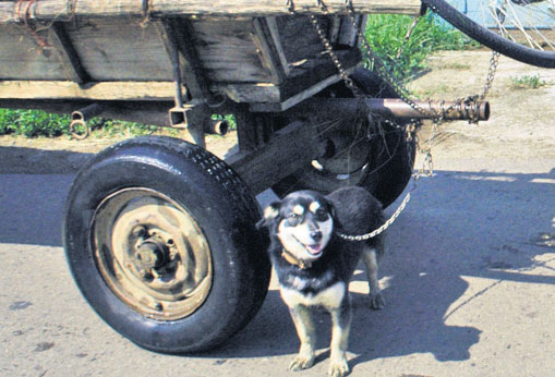 4454-269564-caine_bacau.jpg