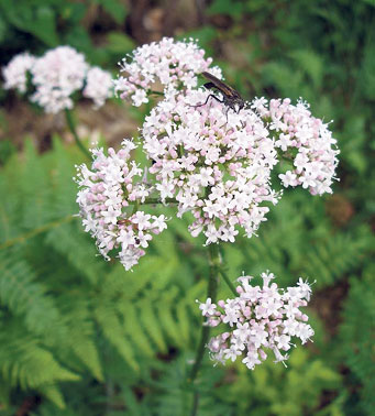 4460-271435-2021utilevaleriana.jpg