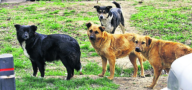 Zona e plină de câini maidanezi, gata să sară pe trecători / fotografii: Radu C. Munteanu
