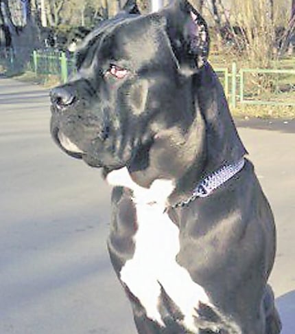 4462-272124-caine.jpg