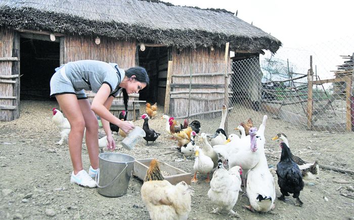 Andreea Mantea a hrănit găinile