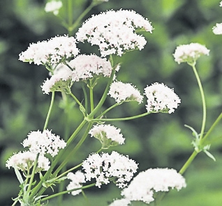 4474-275483-16valeriana.jpg