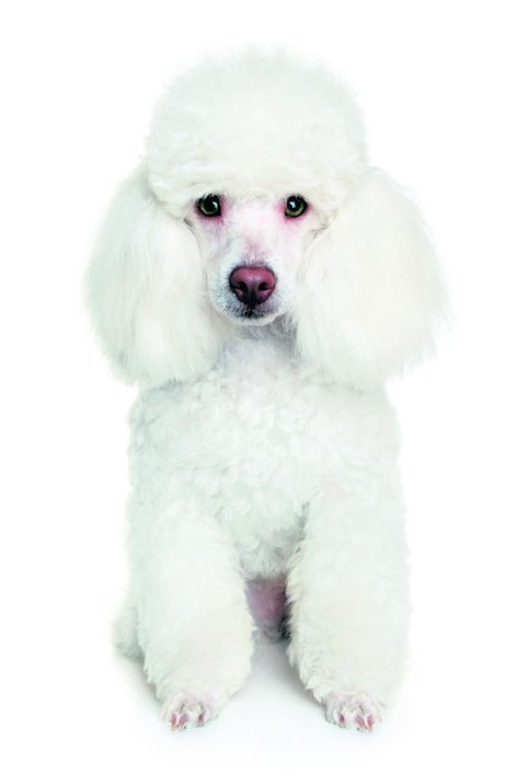 4491-280529-22animalefoto7poodle.jpg