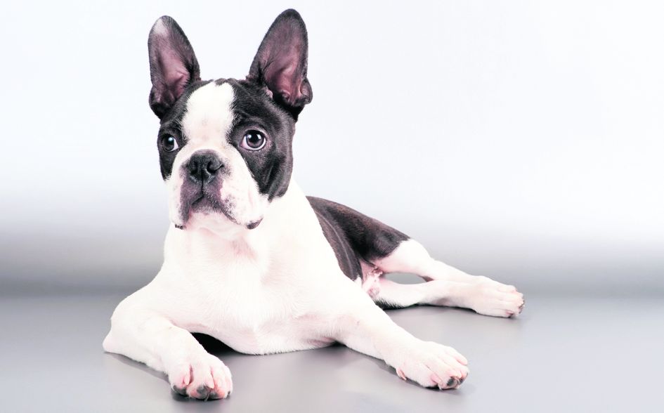 4491-280530-22animalefoto6bulldogfrancez.jpg