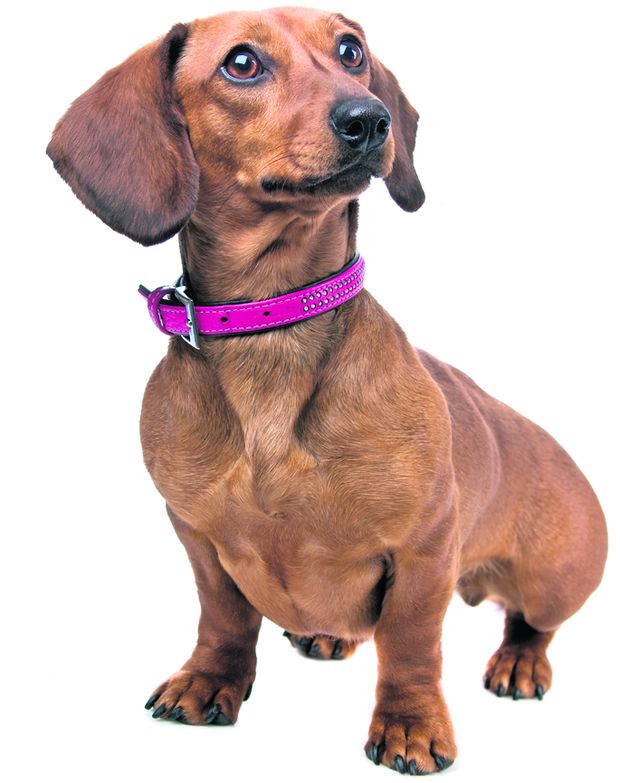 4491-280531-22animalefoto5dachshund.jpg