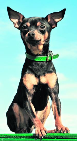 4491-280533-22animalefoto4pinscherpiticshutterstock_29580934.jpg