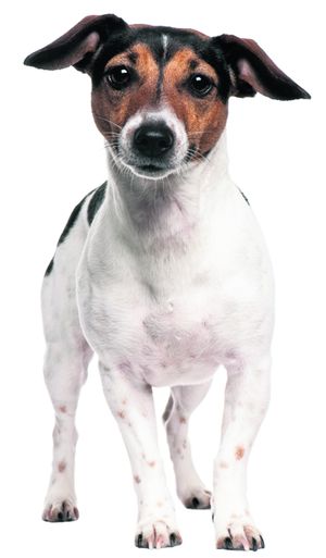 4491-280534-22animalefoto3jackrusselterriershutterstock_56375221.jpg