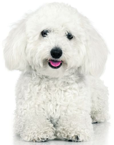 4491-280535-22animalefoto2bichon.jpg