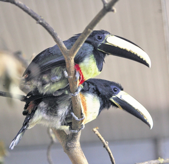 4492-280964-pasari.jpg