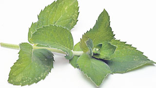 4495-281736-1617menta.jpg