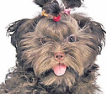 4512-286453-affenpinscher.jpg