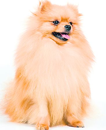 4512-286455-pomeranianshutterstock_15035167.jpg