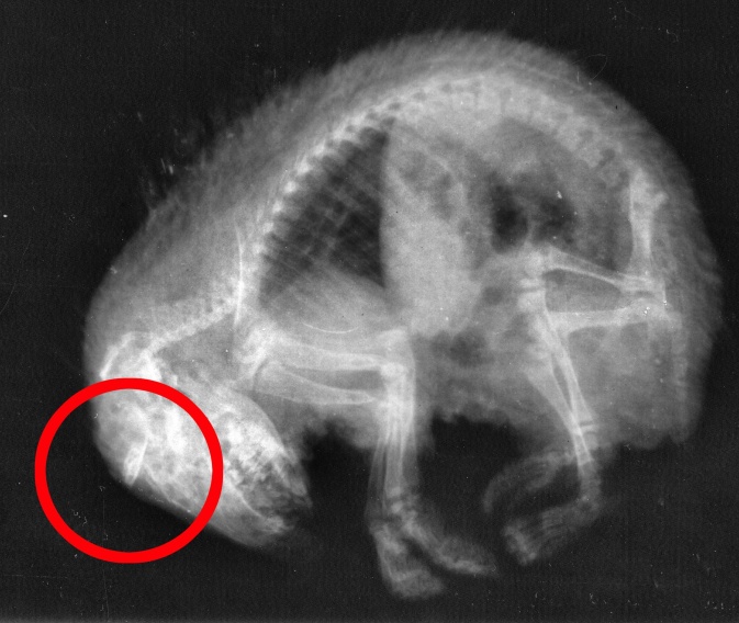 Povestea tragică a unui arici împuşcat în cap