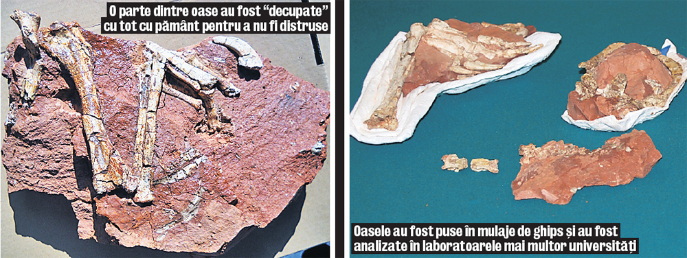 4521-288427-oase_dinozaur.jpg