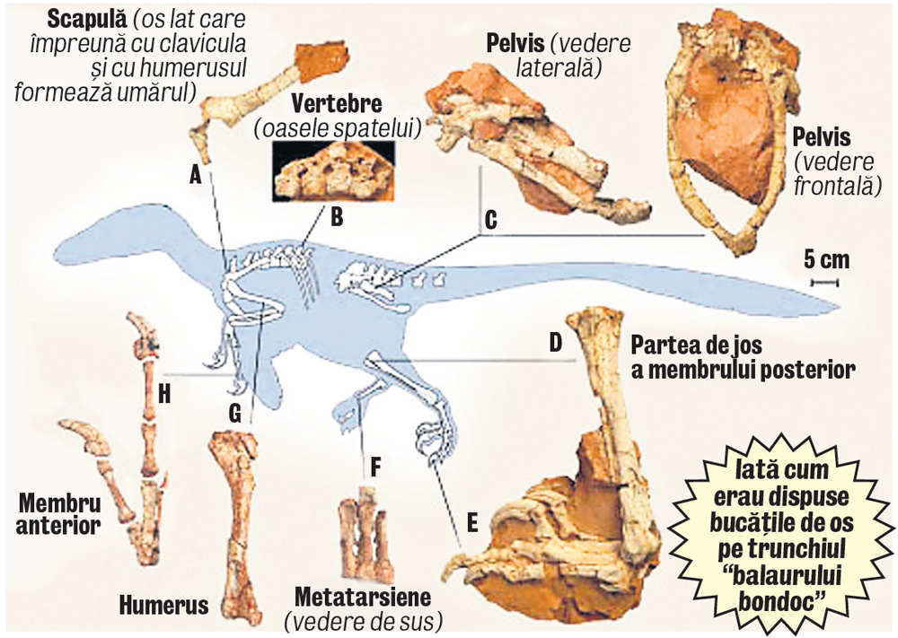 4521-288428-bondoc_balaur.jpg