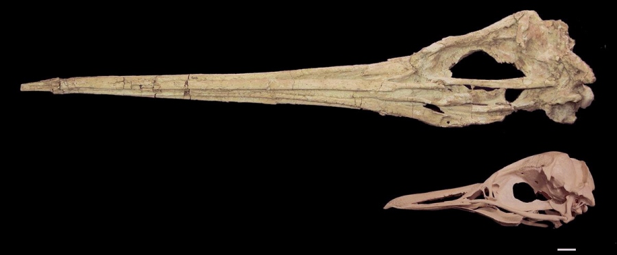 0-295546-pinguin_urias_epa.jpg