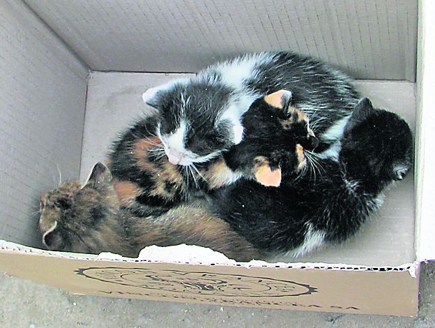Pisicuţele au fost puse într-o cutie şi duse la un centru de animale, unde aşteaptă să fie adoptate