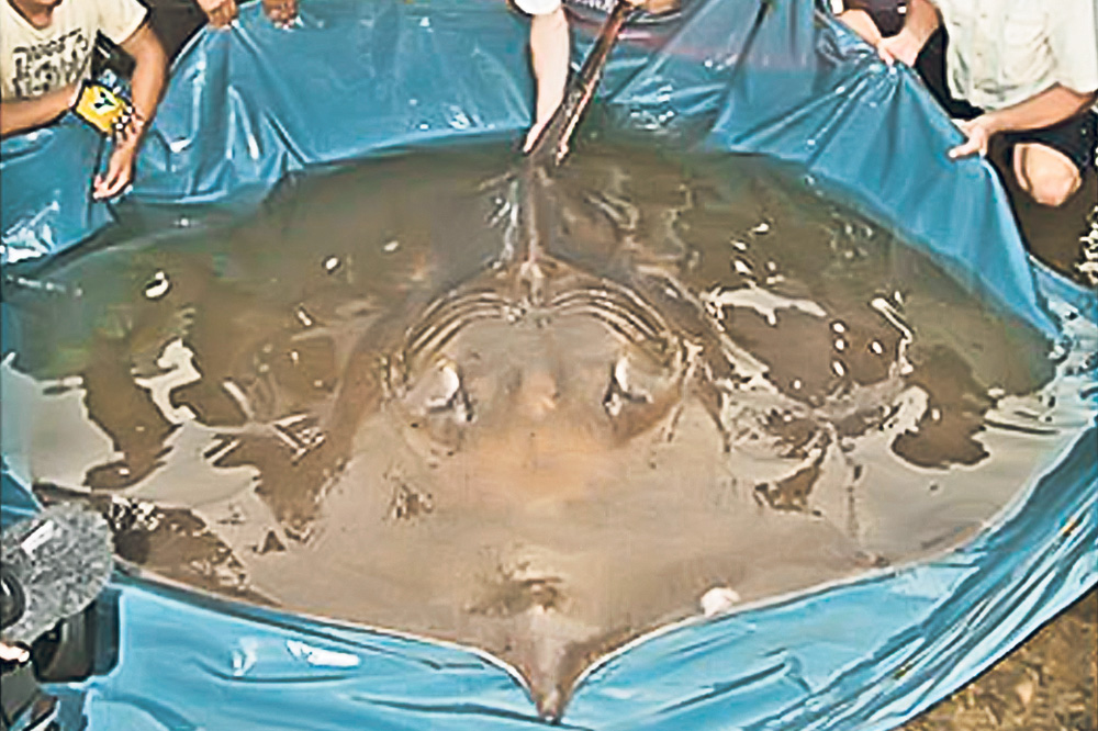 4563-299963-pisica_de_mare.jpg 4563-299963-pisica_de_mare.jpg