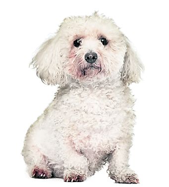4572-302062-7bichonshutterstock_63361828.jpg