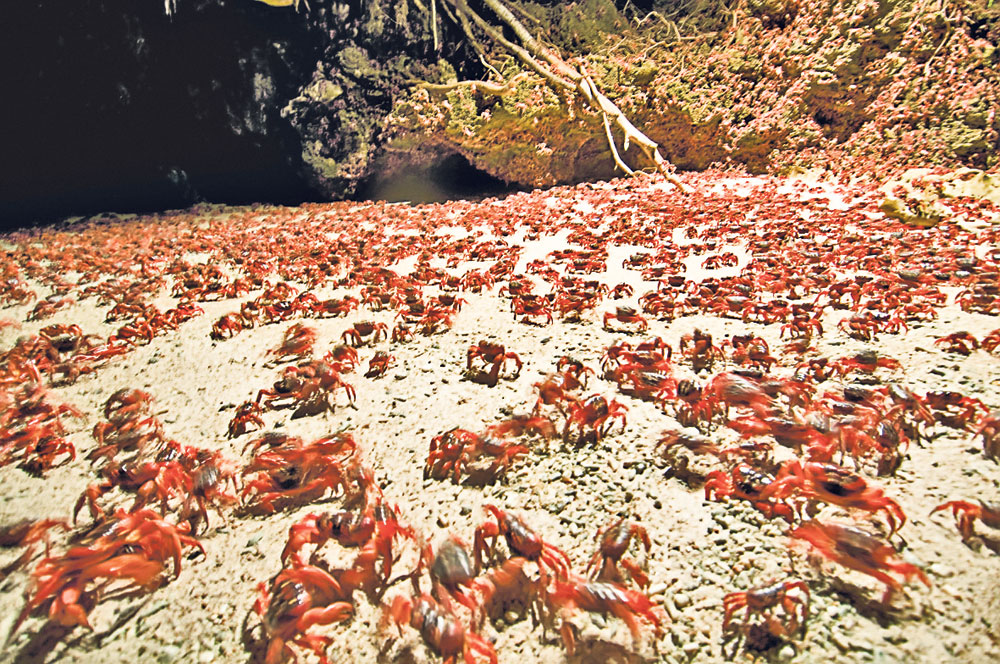 4591-307320-crabi_rosii.jpg