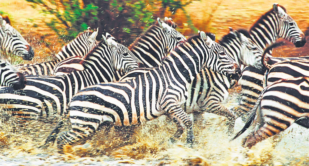 4591-307322-zebre.jpg