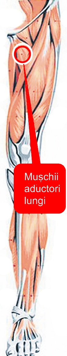 4592-307655-muschi.jpg